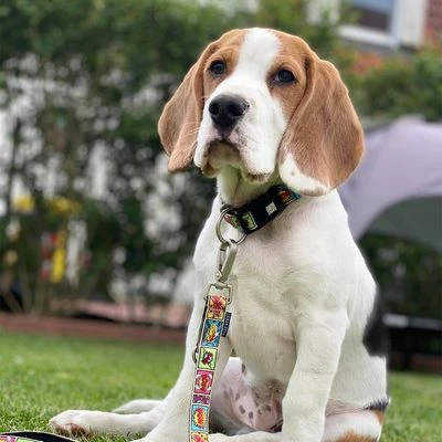 Correa Ajustable Max & Molly C贸mic Para Perros - Imagen 2