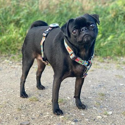 Arnés Max & Molly Cómic Para Perros - Imagen 2