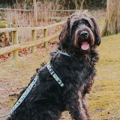 Correa Ajustable Max & Molly Black Sheep Para Perros - Imagen 5