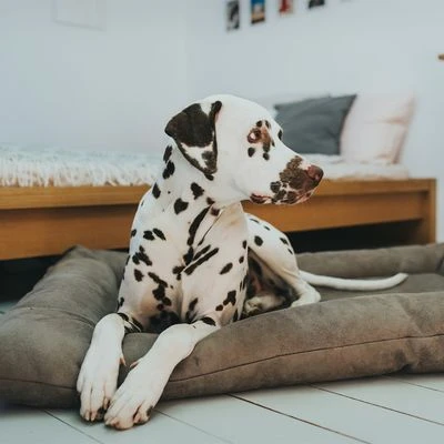 Cama Hunter Bologna Color Piedra Para Perros - Imagen 6