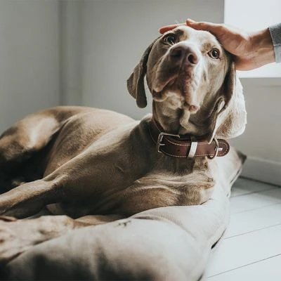 Cama Hunter Bologna Color Piedra Para Perros - Imagen 8