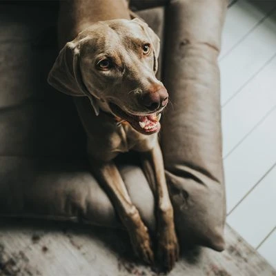 Cama Hunter Bologna Color Piedra Para Perros - Imagen 7
