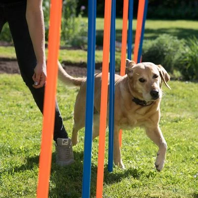Slalom Agility Fun & Sport - Imagen 7
