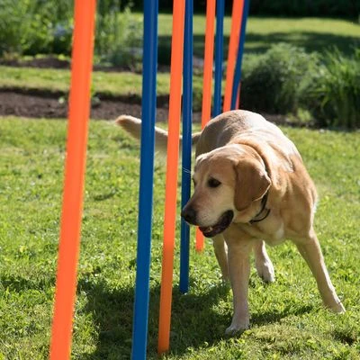 Slalom Agility Fun & Sport - Imagen 6