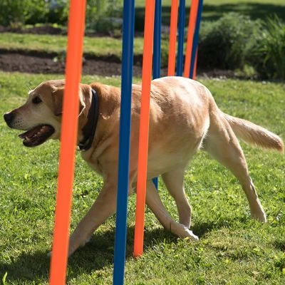 Slalom Agility Fun & Sport - Imagen 4
