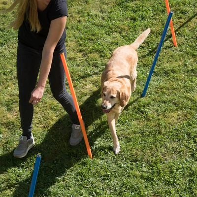 Slalom Agility Fun & Sport - Imagen 9