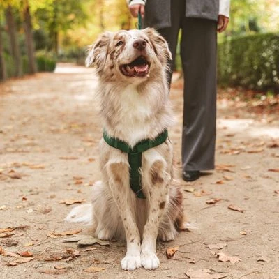 Arnés Nomad Tales Blush Esmeralda Para Perros - Imagen 4