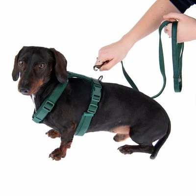 Arnés Nomad Tales Blush Esmeralda Para Perros - Imagen 19