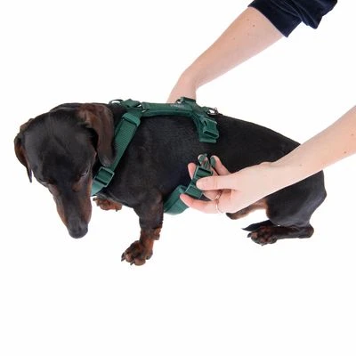 Arnés Nomad Tales Blush Esmeralda Para Perros - Imagen 15