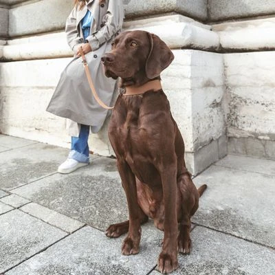 Correa Nomad Tales Bloom Caramelo Para Perros - Imagen 3