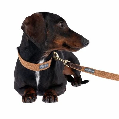 Correa Nomad Tales Bloom Caramelo Para Perros - Imagen 6