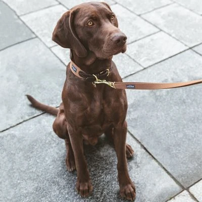 Correa Nomad Tales Bloom Caramelo Para Perros - Imagen 10