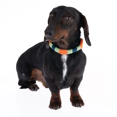 Collar Nomad Tales Spirit Mandarina Para Perros - Imagen 5