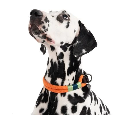 Collar Nomad Tales Spirit Mandarina Para Perros - Imagen 6