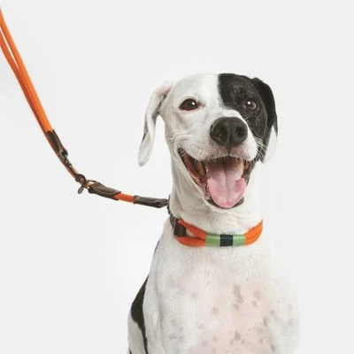 Collar Nomad Tales Spirit Mandarina Para Perros - Imagen 2