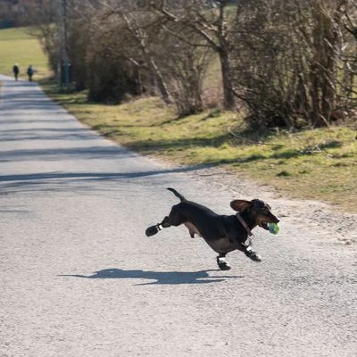 Zapatos Para Perros S & P Boots - Imagen 13