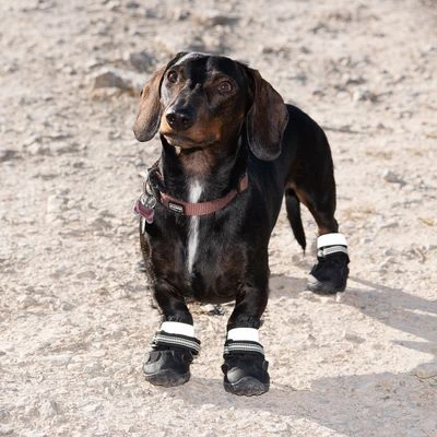 Zapatos Para Perros S & P Boots - Imagen 9