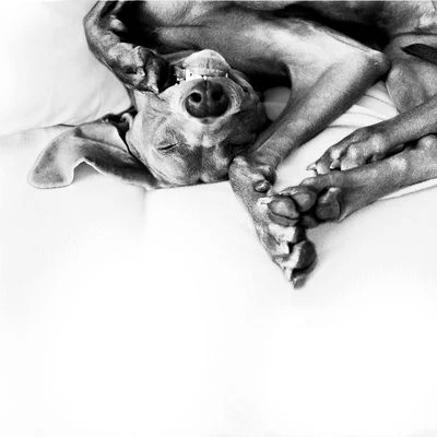 Difusor ADAPTIL® Calm Para Perros - Imagen 11