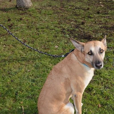 Julius K9 Correa Julius-K9 IDC® Cordino Para Perros - Imagen 4