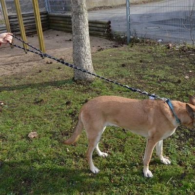 Julius K9 Correa Julius-K9 IDC® Cordino Para Perros - Imagen 2