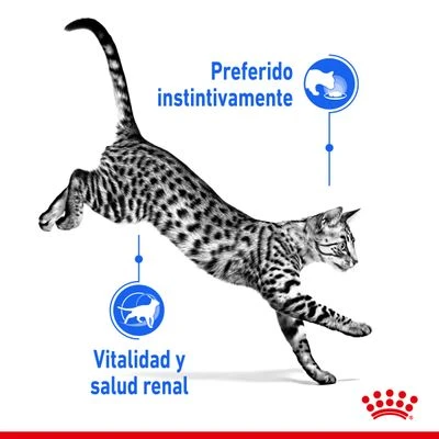 Royal Canin Indoor Sterilised 7+ En Salsa - Imagen 4